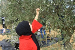 Palestine Polytechnic University (PPU) - مشاركة طلبة جامعة بوليتكنك فلسطين في فعالية قطف الزيتون
